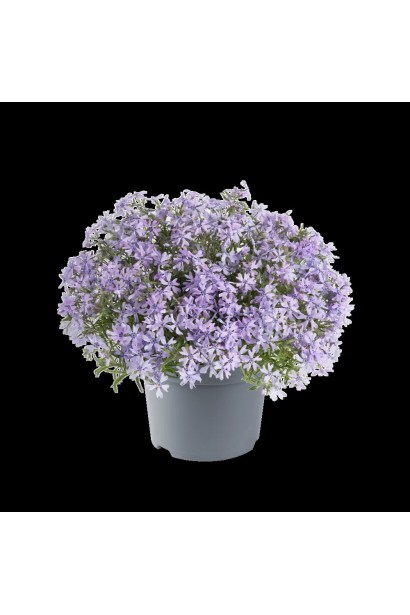 Phlox subulata Fabulous Blue Violet